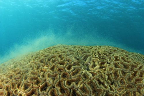 Coral Spawning Bonaire