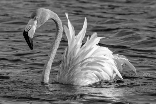 Chogogo flamingo Bonaire