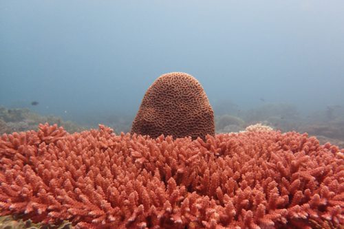 Koraal Bonaire