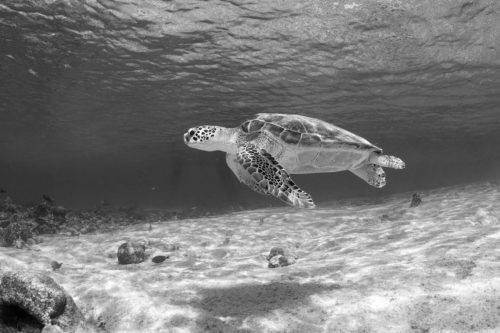 Sea Turtle at Salt Pier