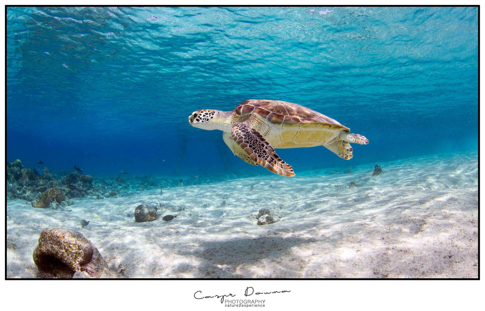 Zeeschildpad bij Zoutpier Bonaire