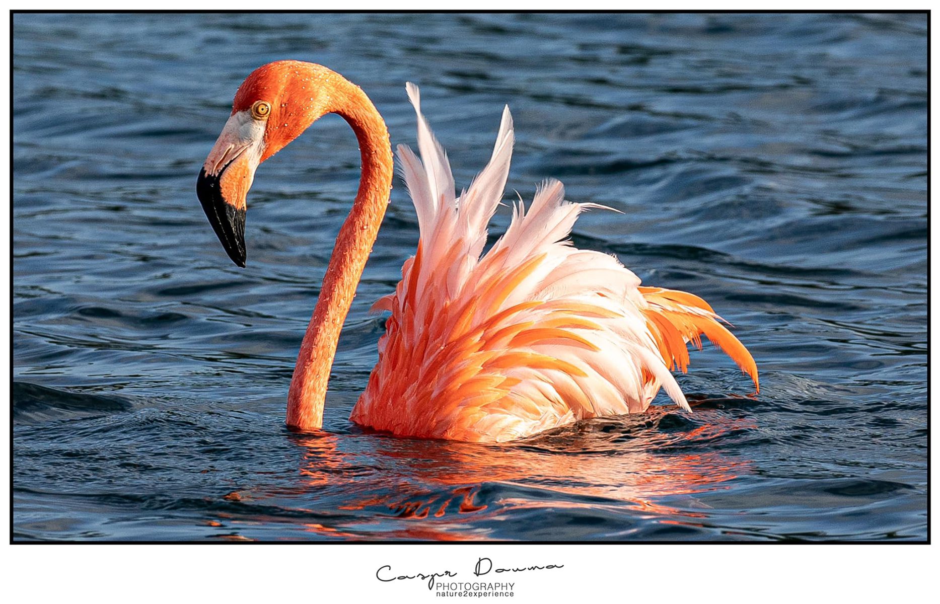 Flamingo bij Chogogo Beach Resort op Bonaire