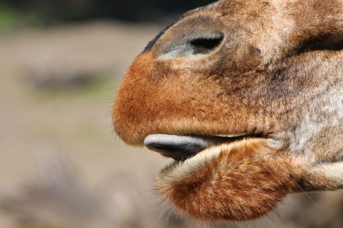 Bonaire Vakantie Wat Te Doen: Donkey Sanctuary