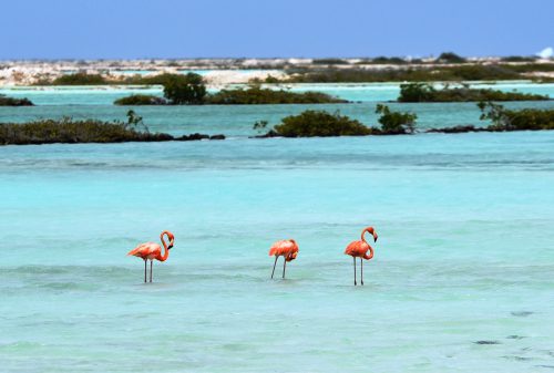 Flamingo Bonaire