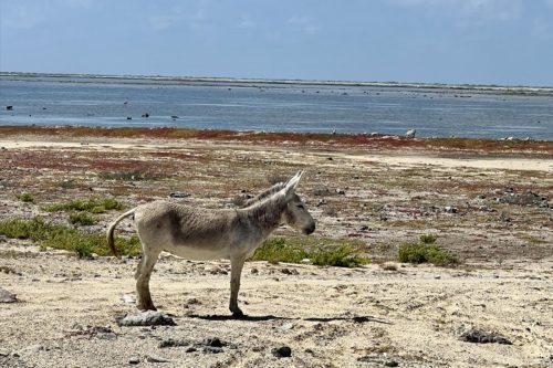 Loslopende ezel op Bonaire bij de zuidelijke zoutpannen en ondiep kustwater