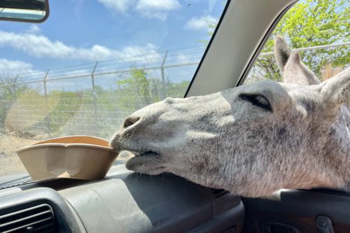 Nieuwsgierige grijze ezel reikt naar een voerbakje vanuit een autoraam bij Donkey Sanctuary Bonaire