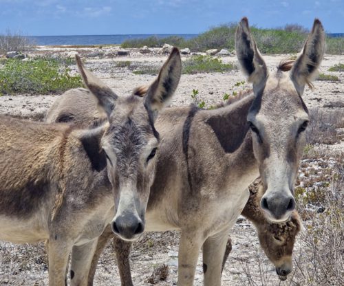 Groep loslopende ezels bij mangroven en ondiep water op Bonaire