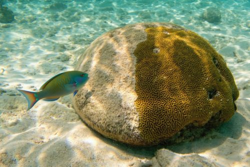 Koraalrif van Bonaire onder druk door warmere zeetemperaturen en klimaatverandering