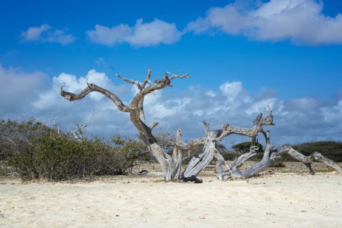 Droog Bonairiaans landschap met kalkachtige bodem — zichtbaar gevolg van klimaatverandering op Bonaire