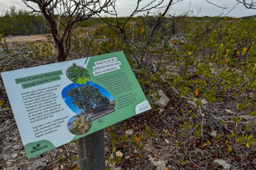BonBerdè-informatiebord over Zanthoxylum flavum (West Indian satinwood), een van Bonaire's zeldzaamste inheemse bomen, IUCN-rode-lijst Kwetsbaar