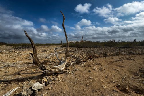 The dry, rocky limestone landscape of Bonaire Sabal Palm Park with bleached driftwood and scattered cumulus clouds