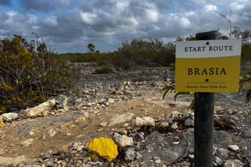 Geel START ROUTE-bord van de Brasia-wandelroute in Bonaire Sabal Palm Park met geverfde gele stenen langs het kalkstenen pad